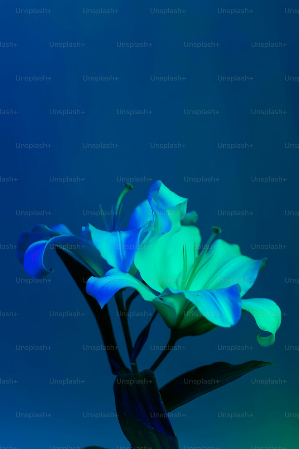 a blue and green flower in a vase