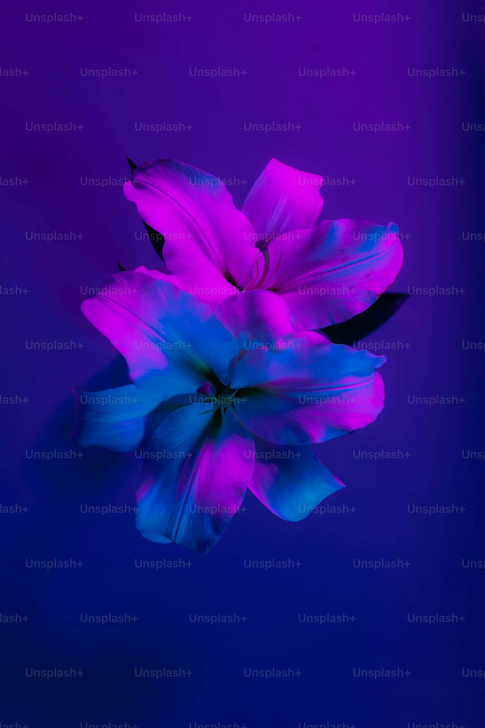 eine lila Blume mit blauer Mitte auf violettem Hintergrund