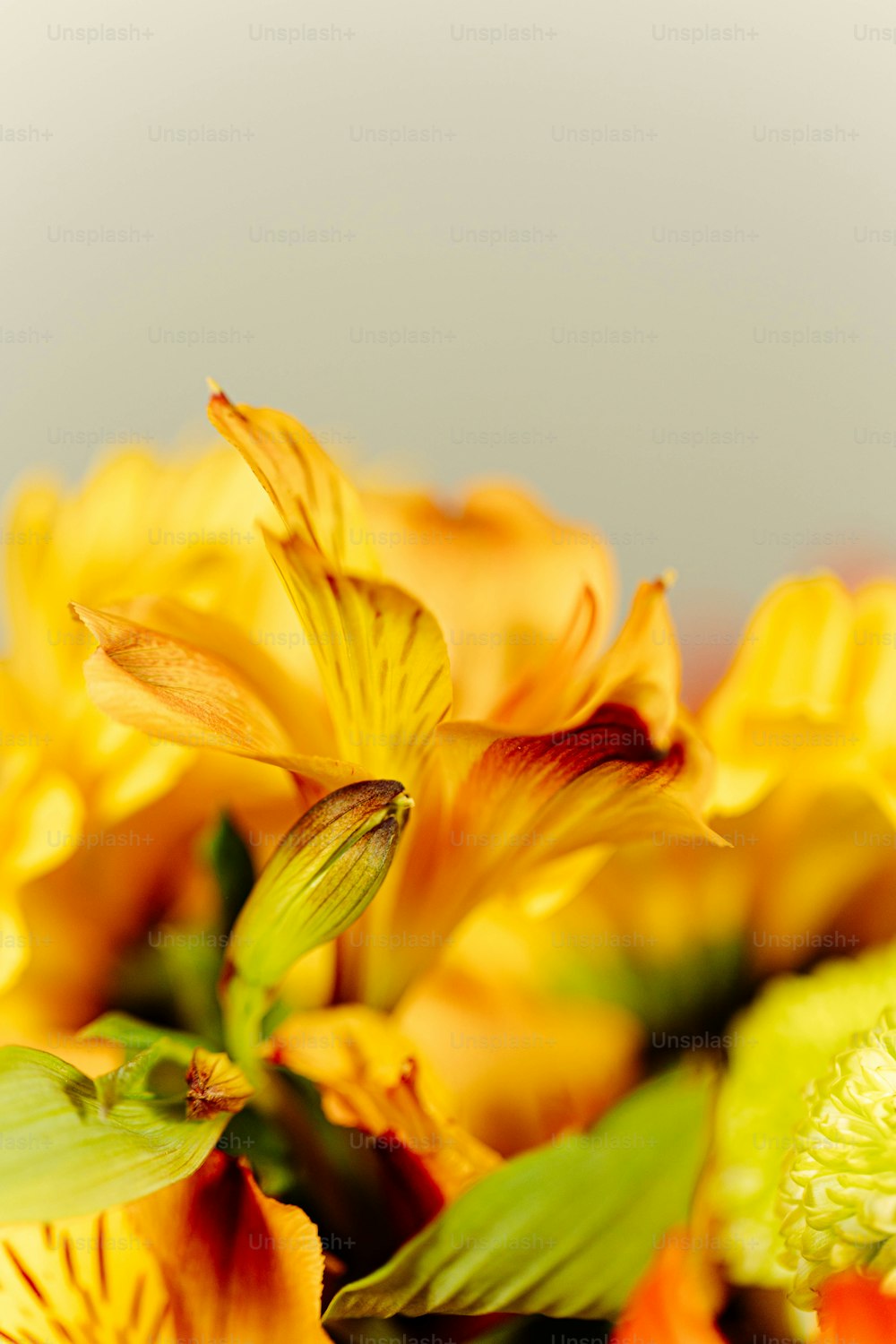 Eine Nahaufnahme eines Straußes gelber Blumen