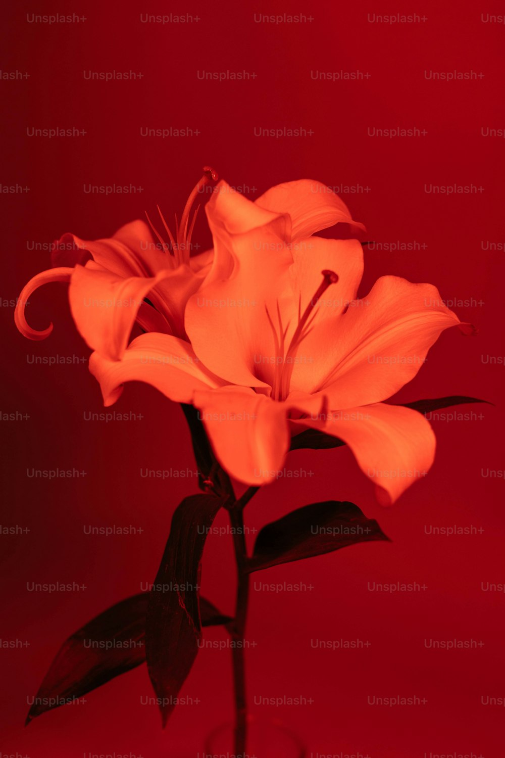 a flower in a vase on a red background