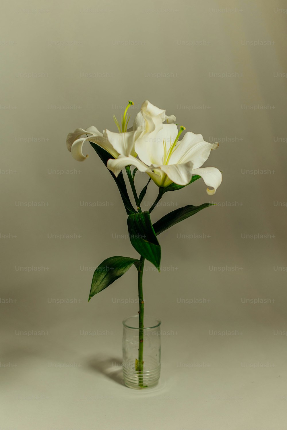 a white flower in a glass vase on a table