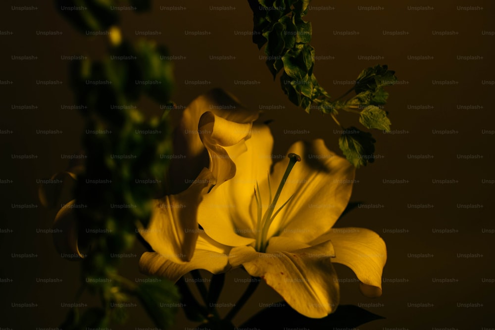 um close up de uma flor amarela em um vaso