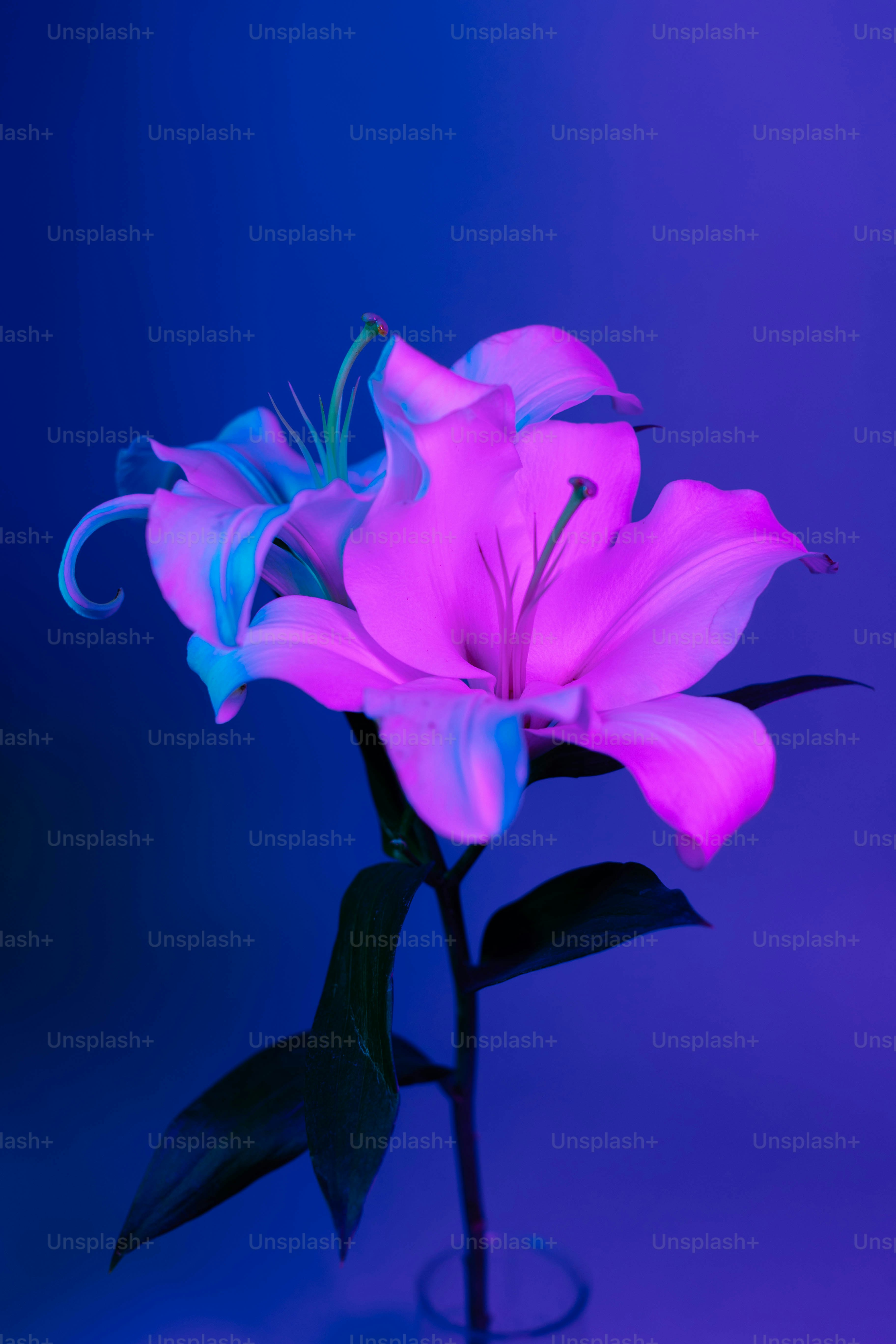 a pink flower with green leaves on a blue background