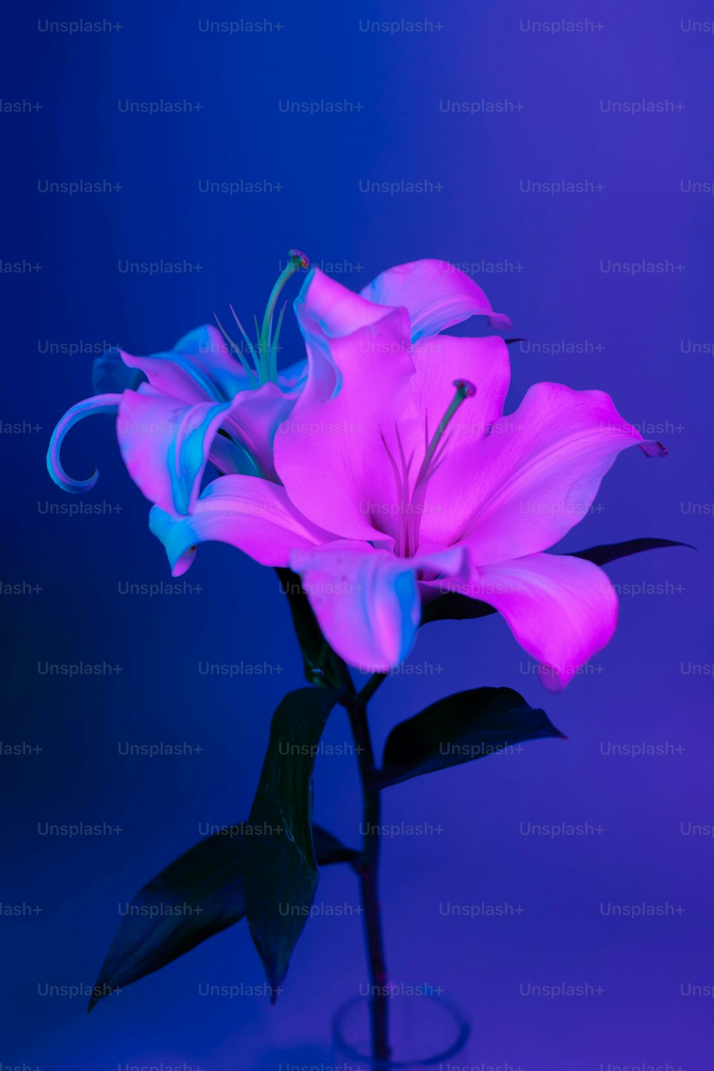 a pink flower with green leaves on a blue background