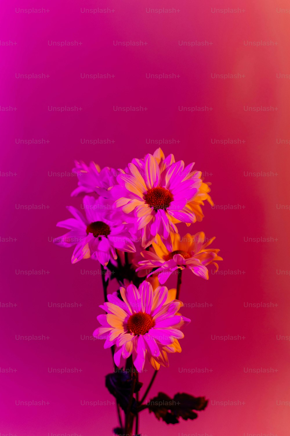 eine Vase gefüllt mit lila und gelben Blumen