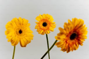 Un grupo de tres flores amarillas sentadas una al lado de la otra