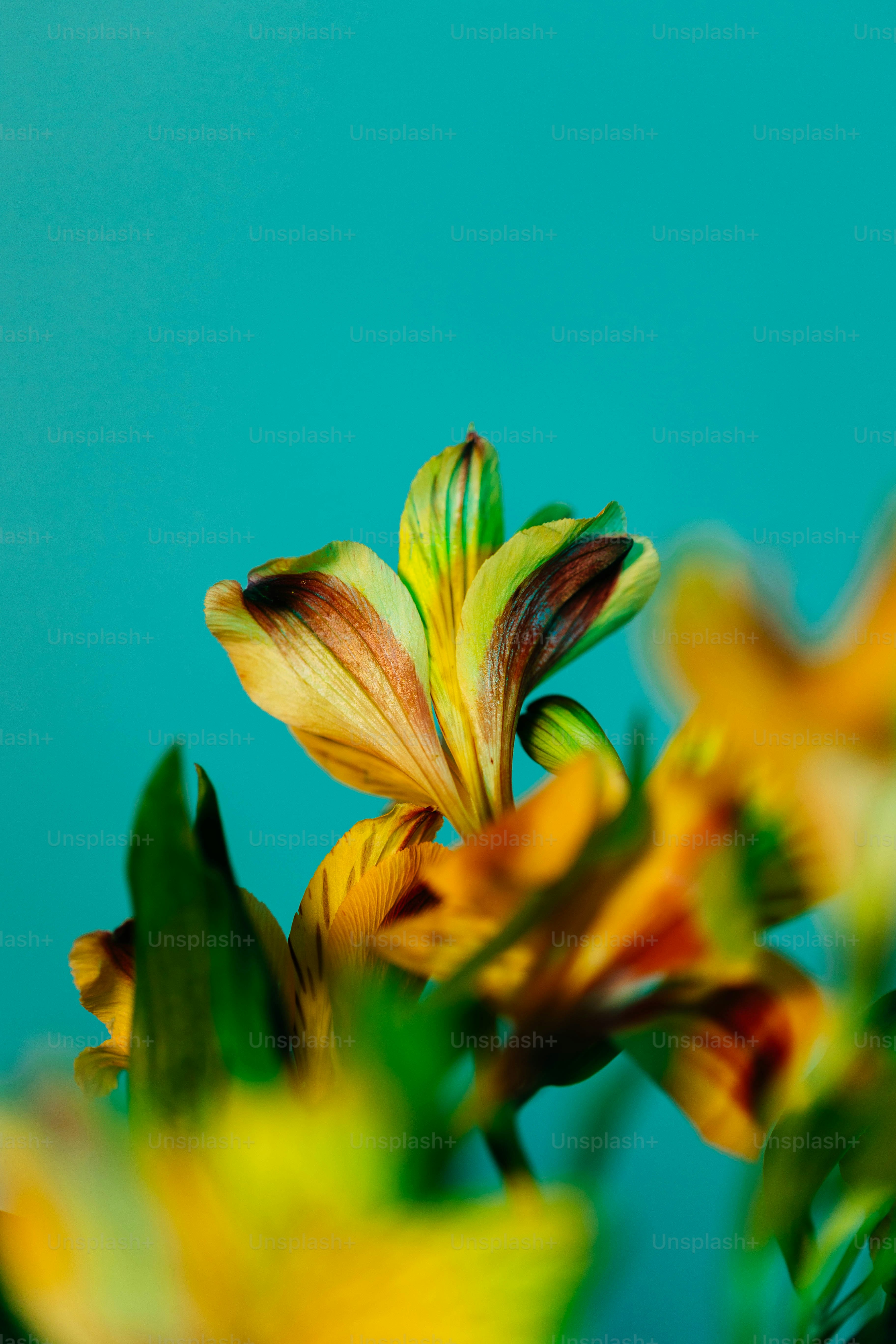 A close up of a flower with a blue background photo – Wallpaper Image ...