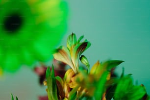 a close up of a flower with a blurry background