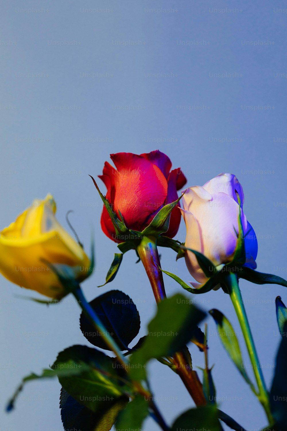 a group of three roses sitting next to each other