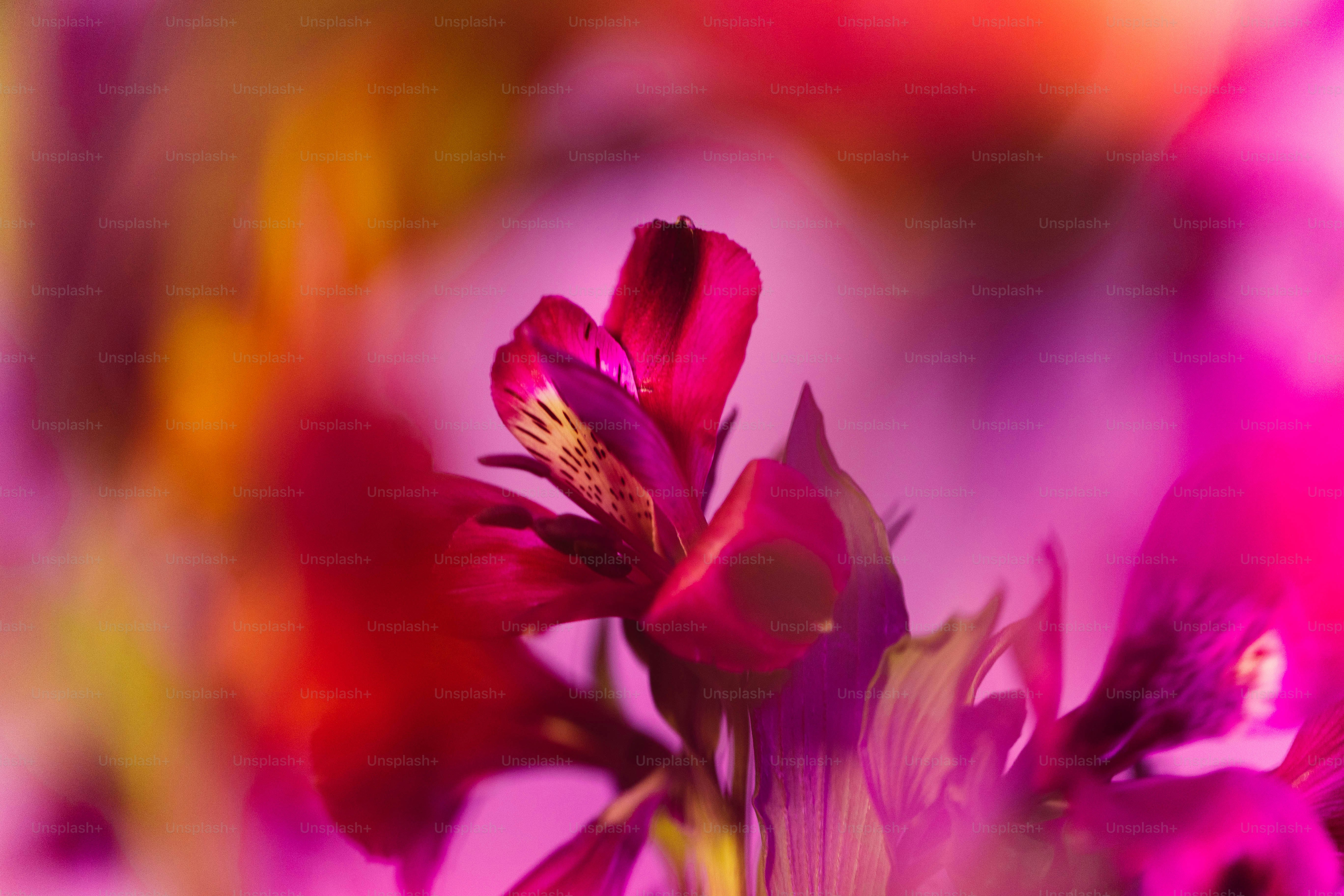 a close up of a flower with a blurry background
