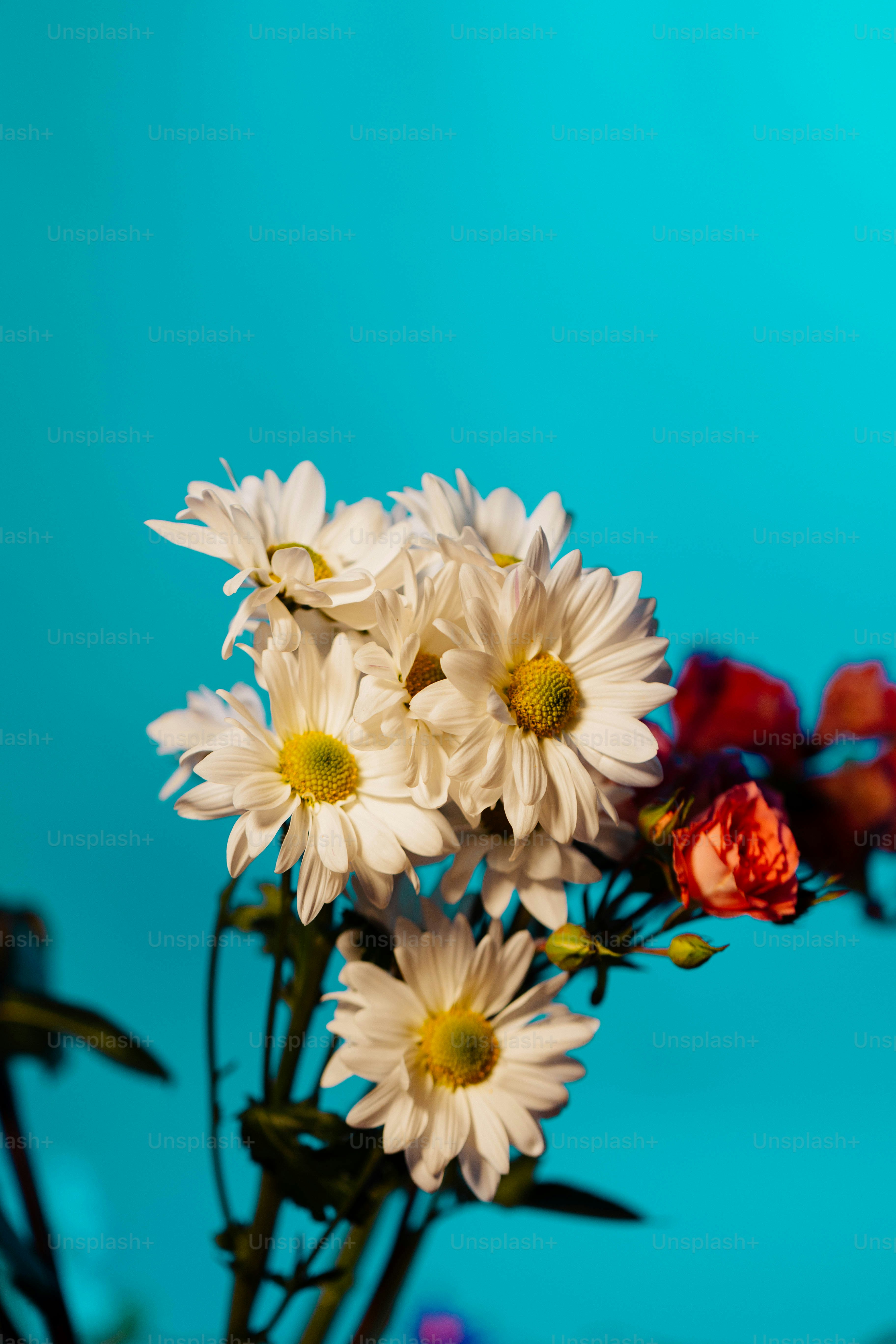 a vase filled with white and red flowers