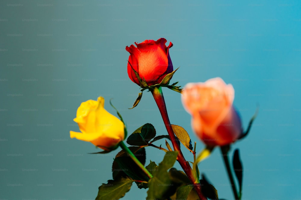 um close up de três rosas com um fundo do céu