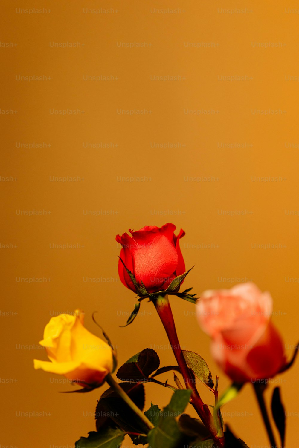 three roses in a vase on a table