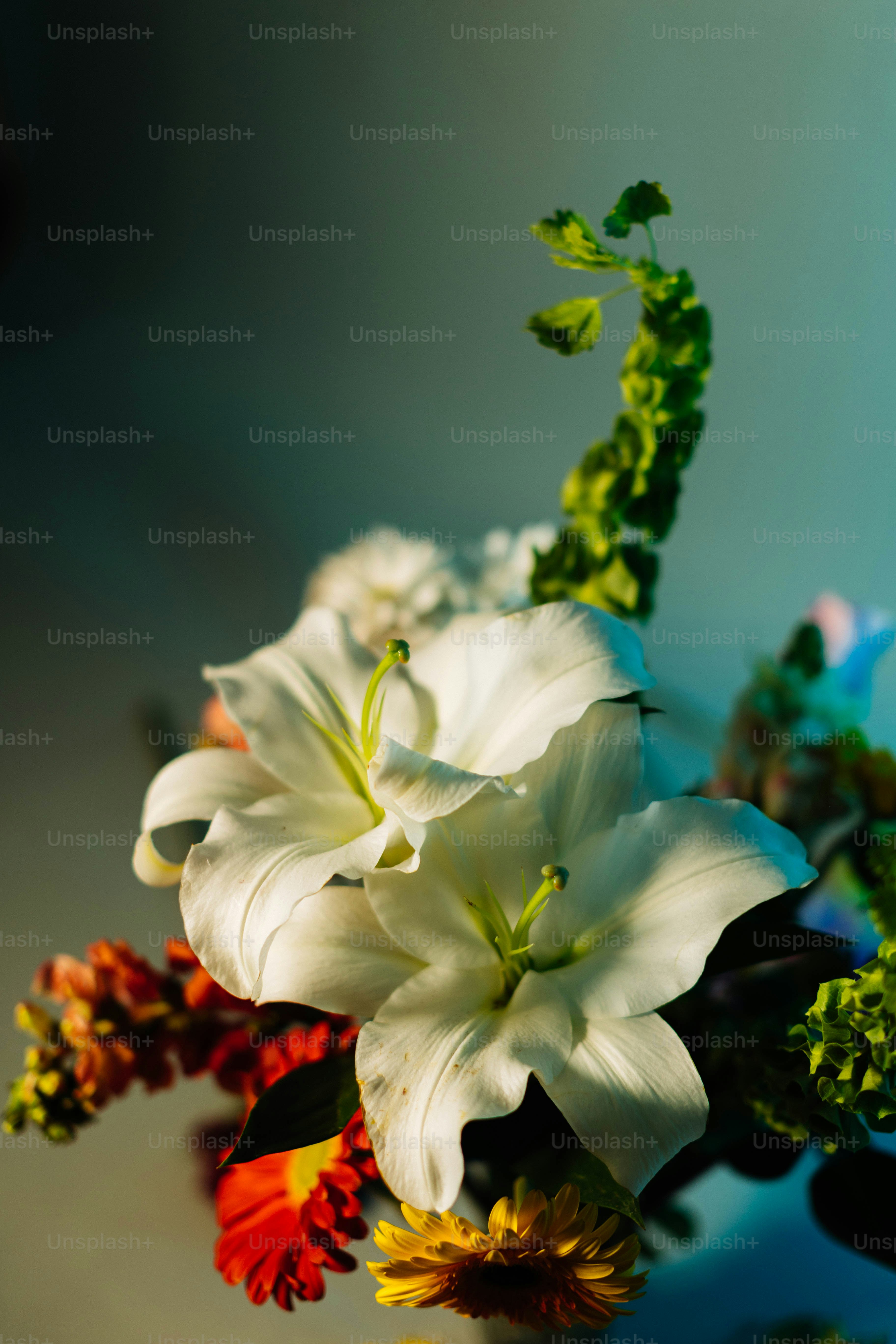 A vase filled with white flowers on top of a table photo – Flowers ...