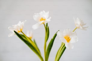 a group of white flowers in a vase