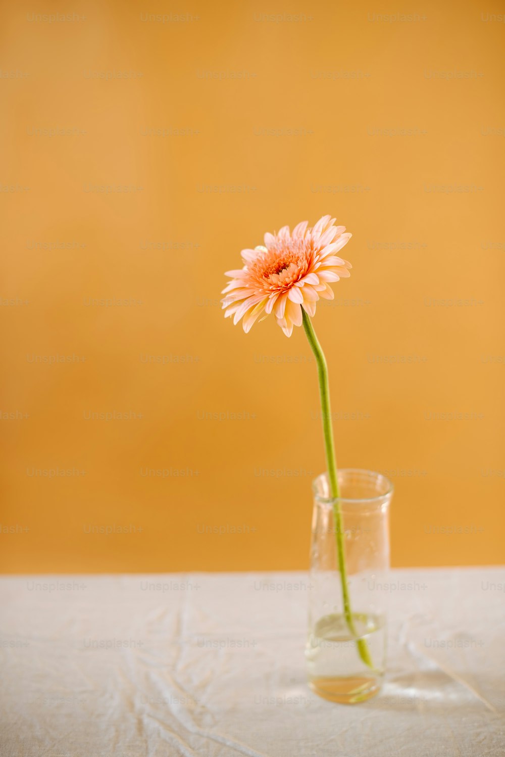 un singolo fiore rosa in un vaso di vetro