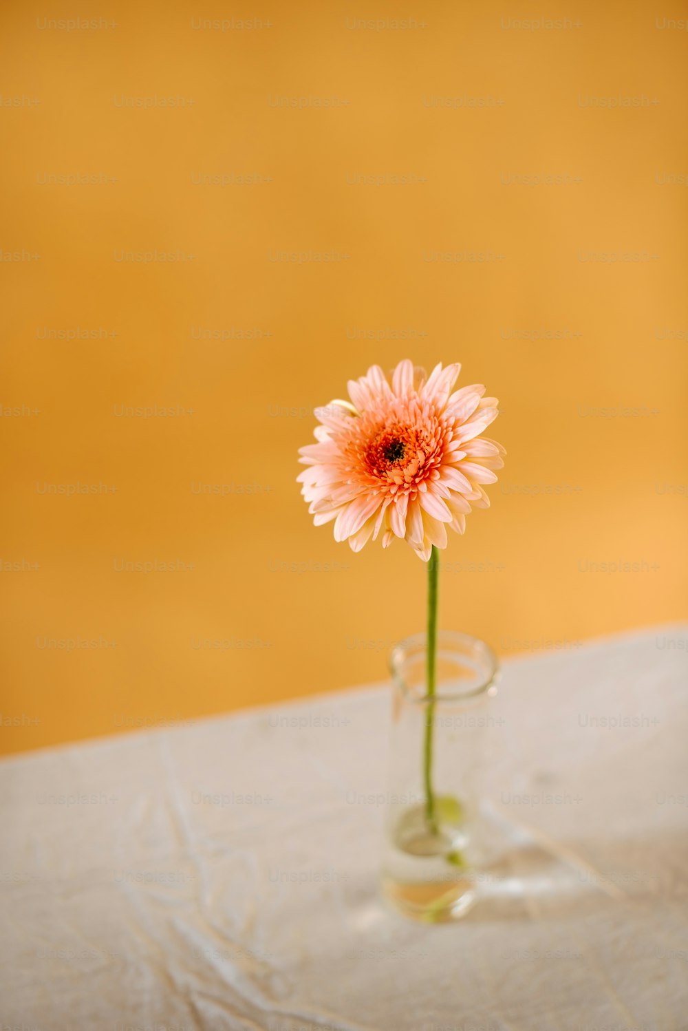 Une fleur rose dans un vase en verre sur une table