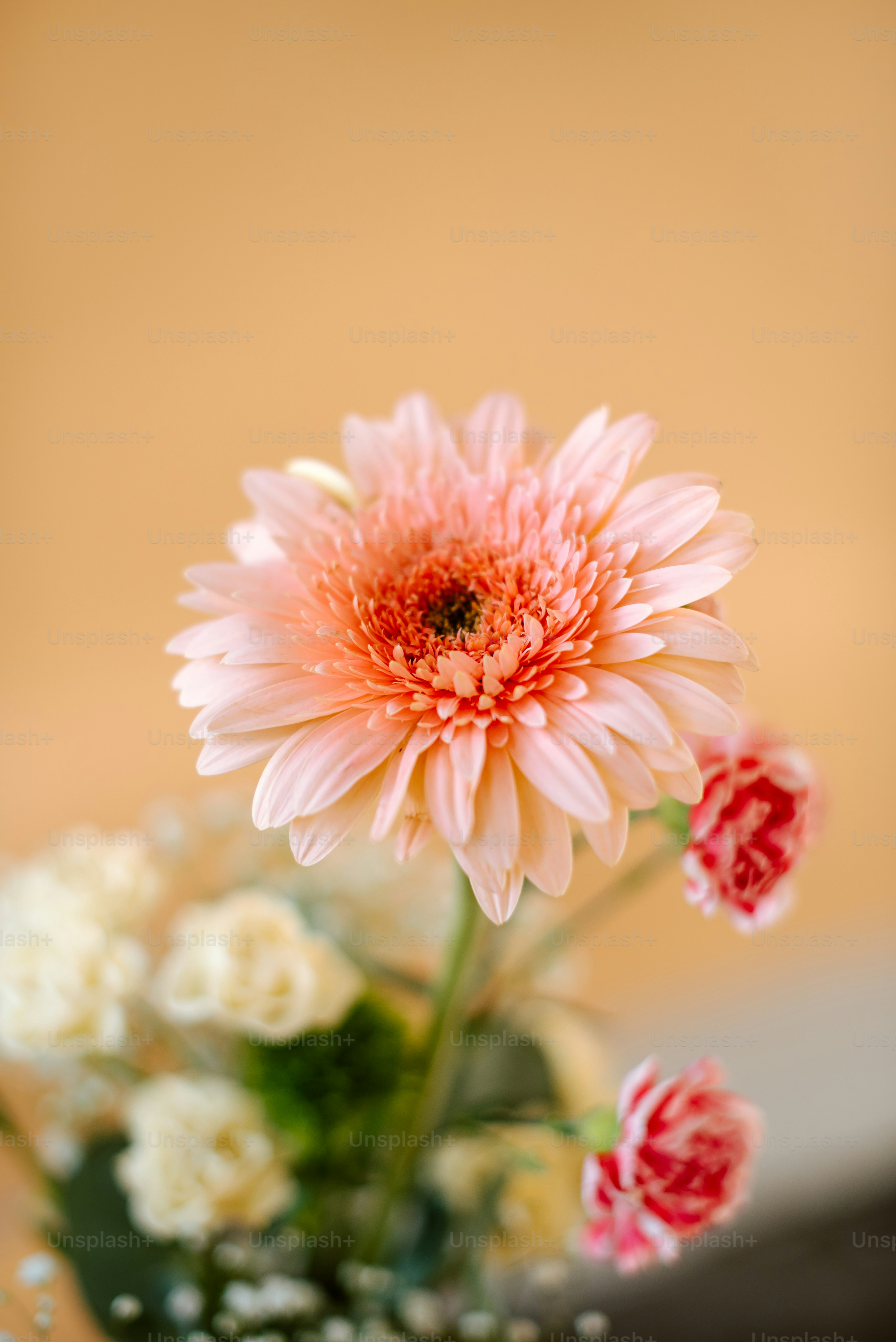 Happy Flower Pictures | Download Free Images on Unsplash, image size:3000x4494