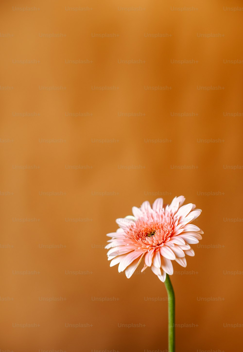 a pink flower in a vase on a table