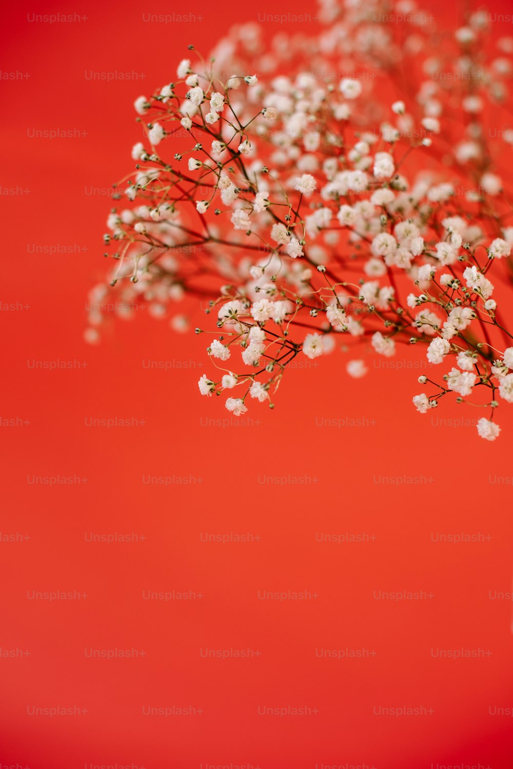 a vase filled with white flowers on top of a table