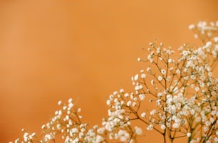 a vase filled with white flowers on top of a table