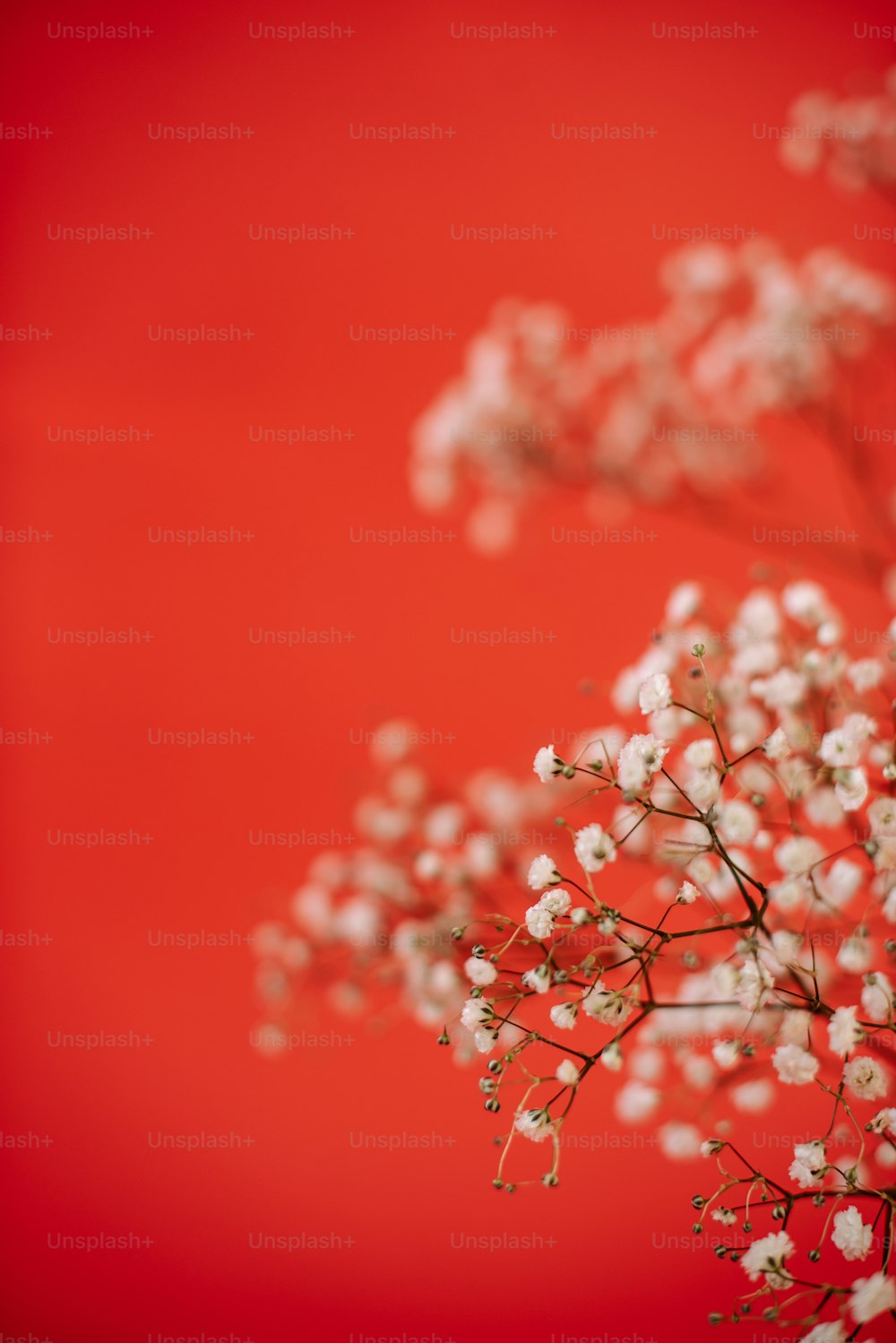 ein Strauß kleiner weißer Blumen auf rotem Hintergrund
