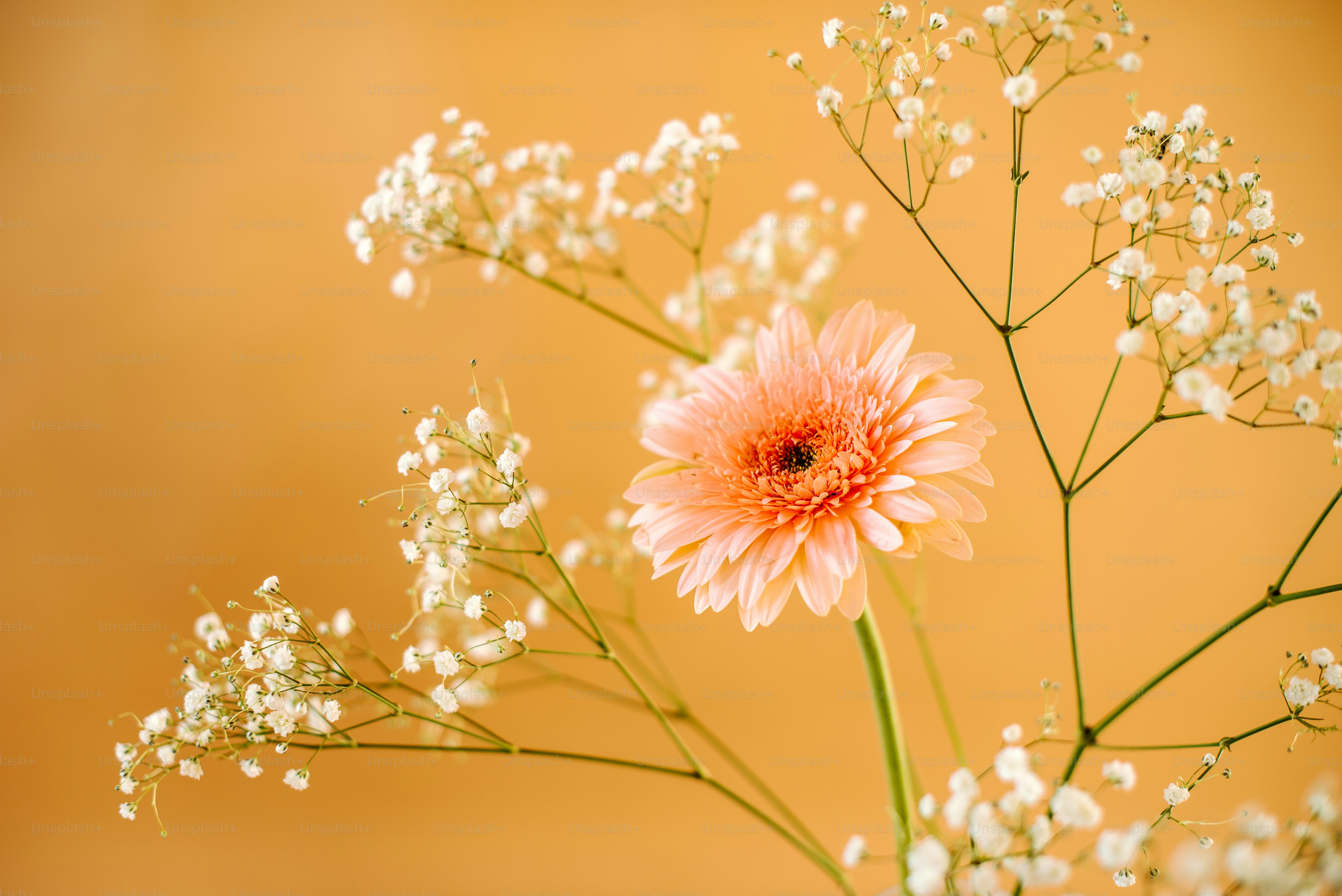 絶景壁紙】花言葉は「乙女の真心」！爽やかな空に映えるコスモスの絶景壁紙 ｜ZEKKEI Japan, image size:3000x2003