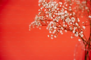 a vase filled with baby's breath flowers against a red background