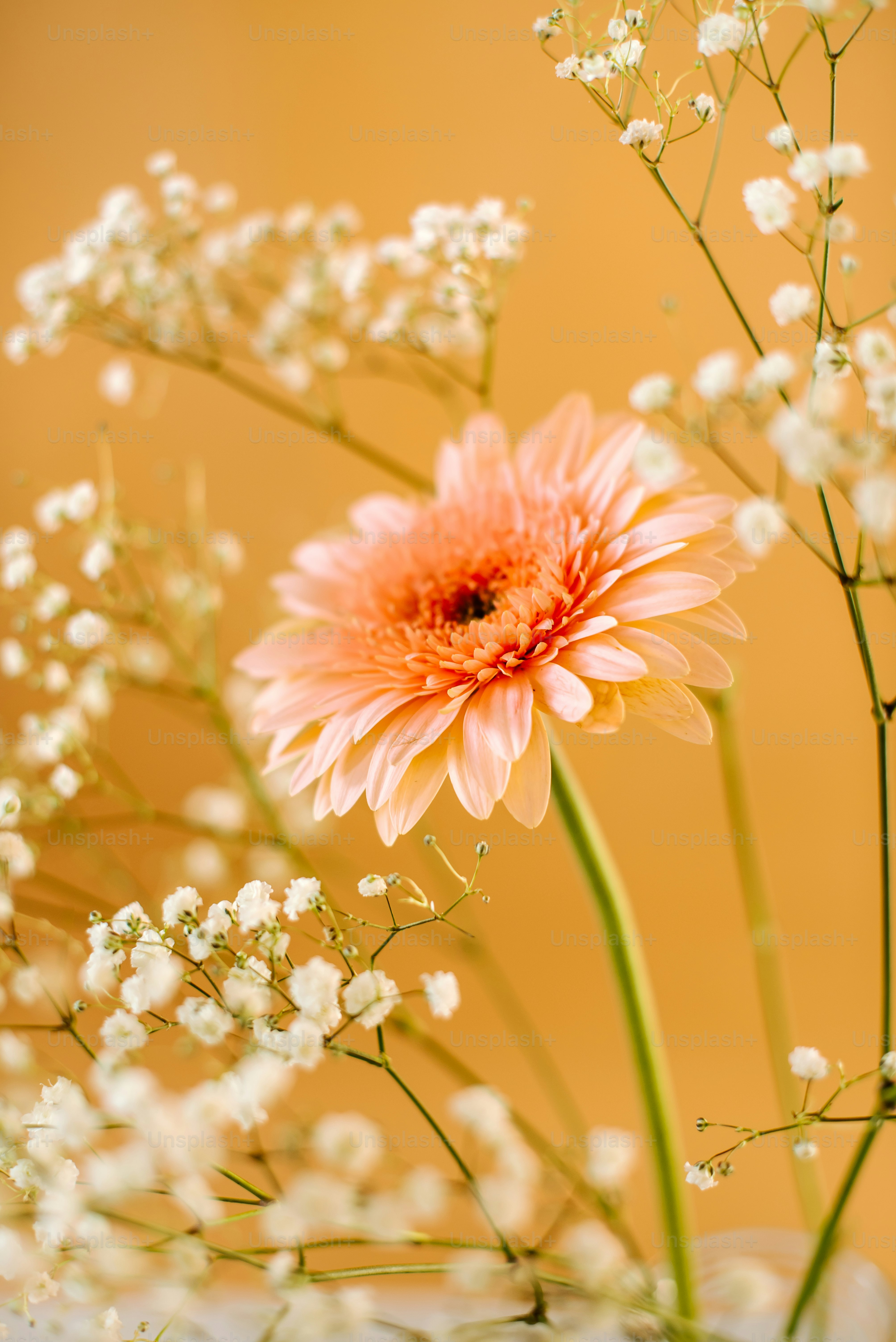 assorted color rose flowers iPhone X Wallpapers Free Download, image size:3000x4494