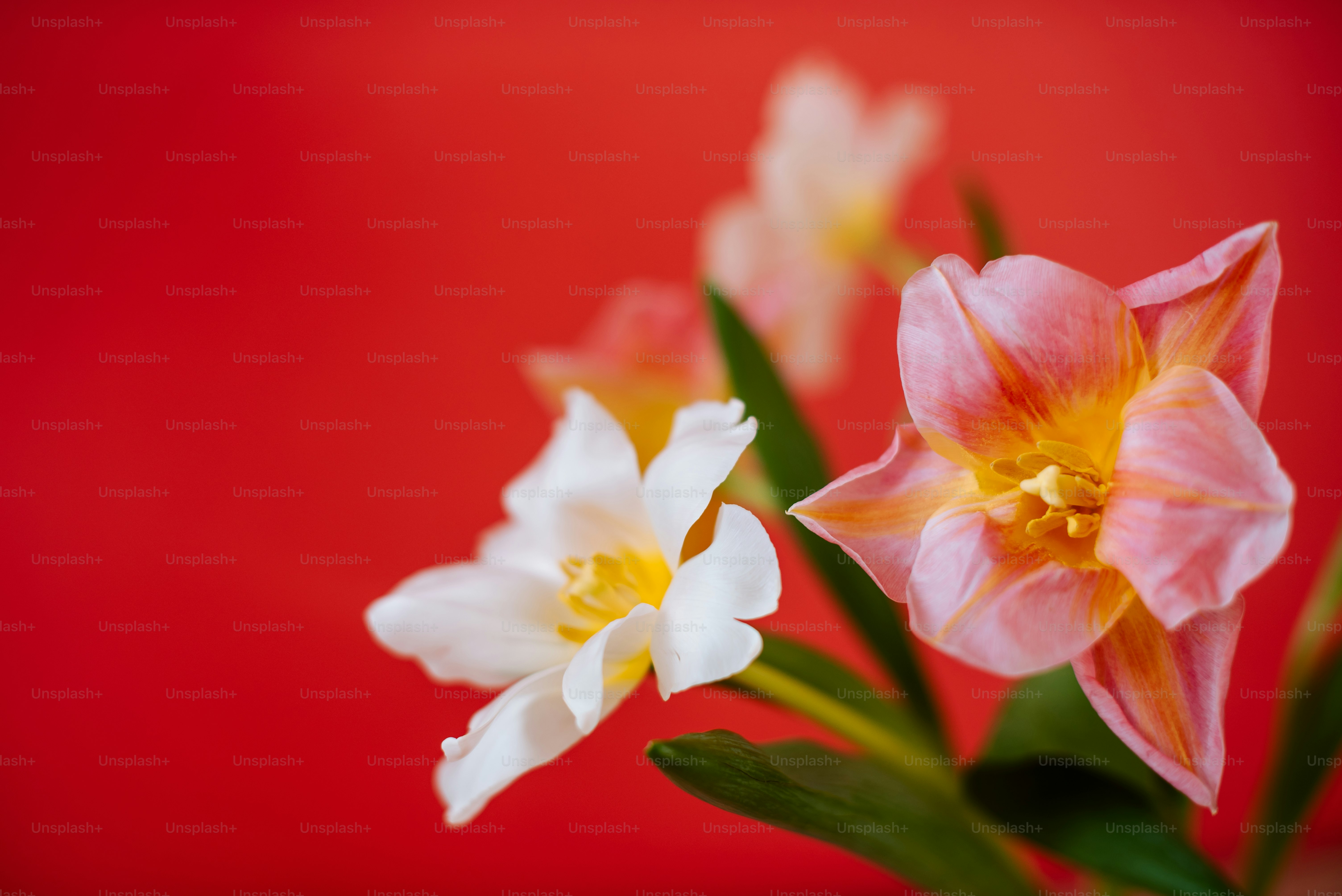 a close up of a vase with flowers in it
