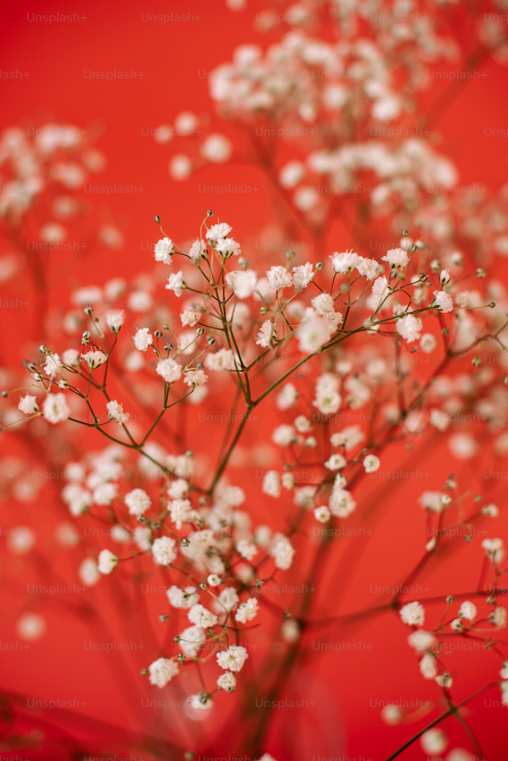 un mazzo di piccoli fiori bianchi su uno sfondo rosso