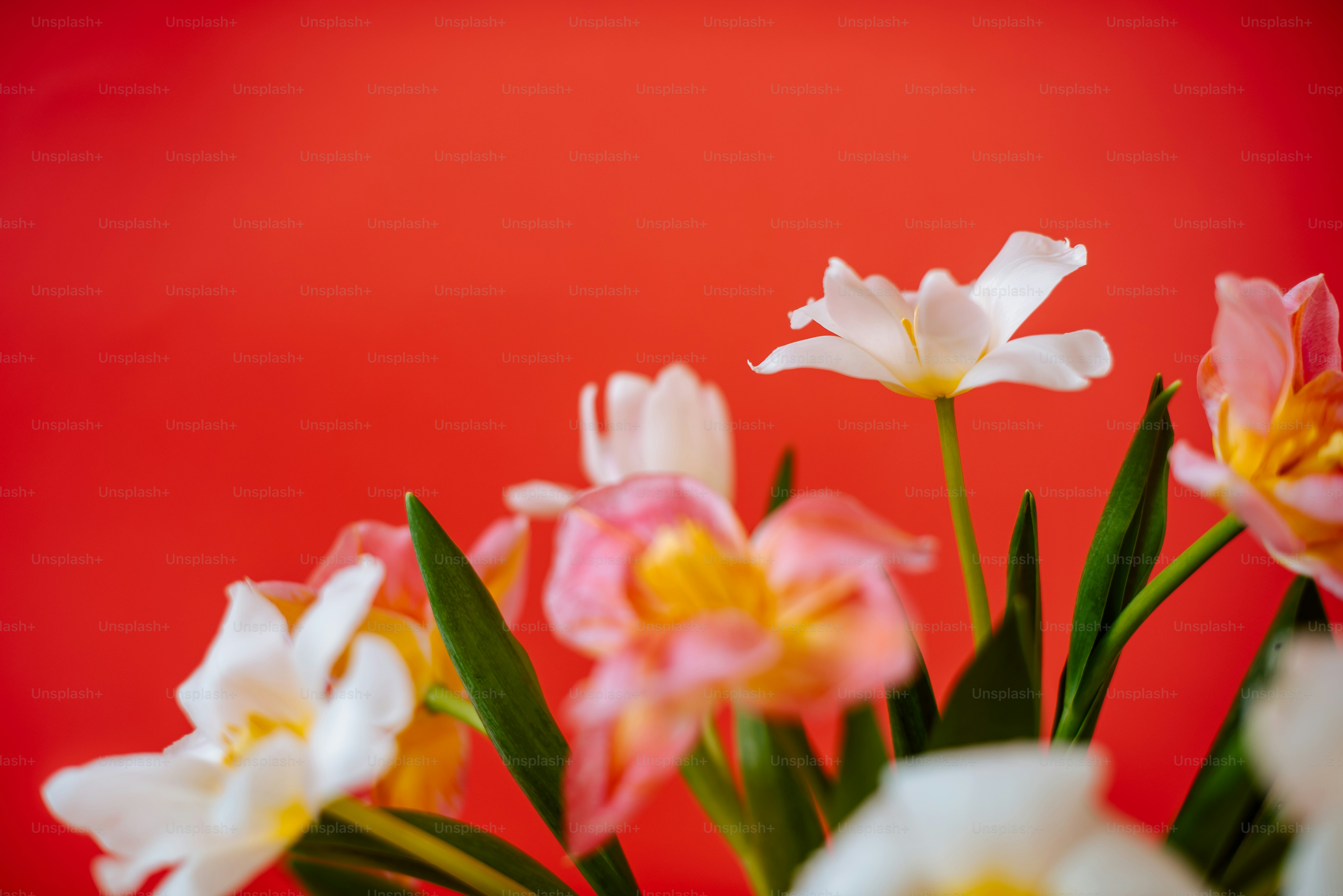 A vase filled with white and yellow flowers photo – Screensaver Image ...