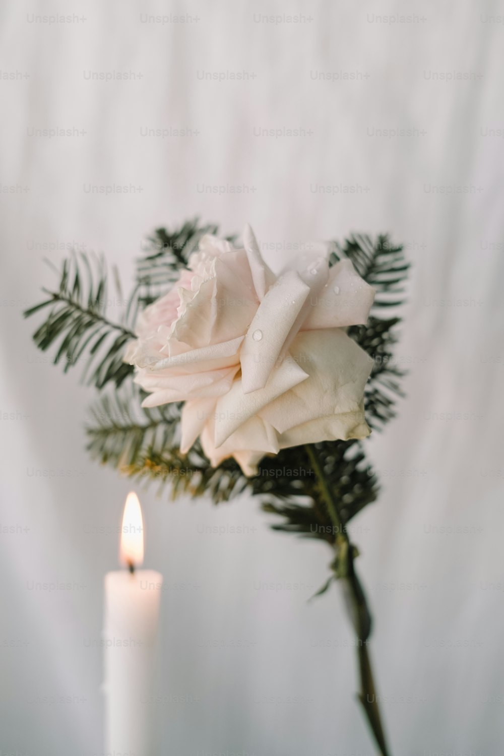 Una sola rosa blanca sentada junto a una vela encendida