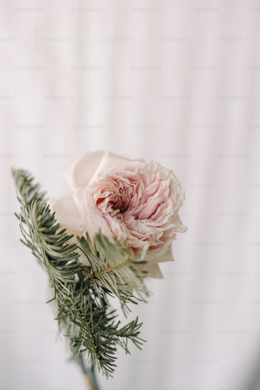 a white and pink flower in a vase