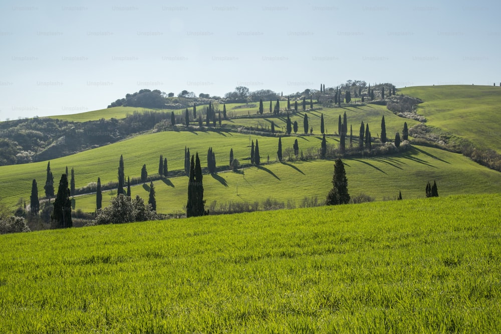 a lush green hillside covered in lots of trees