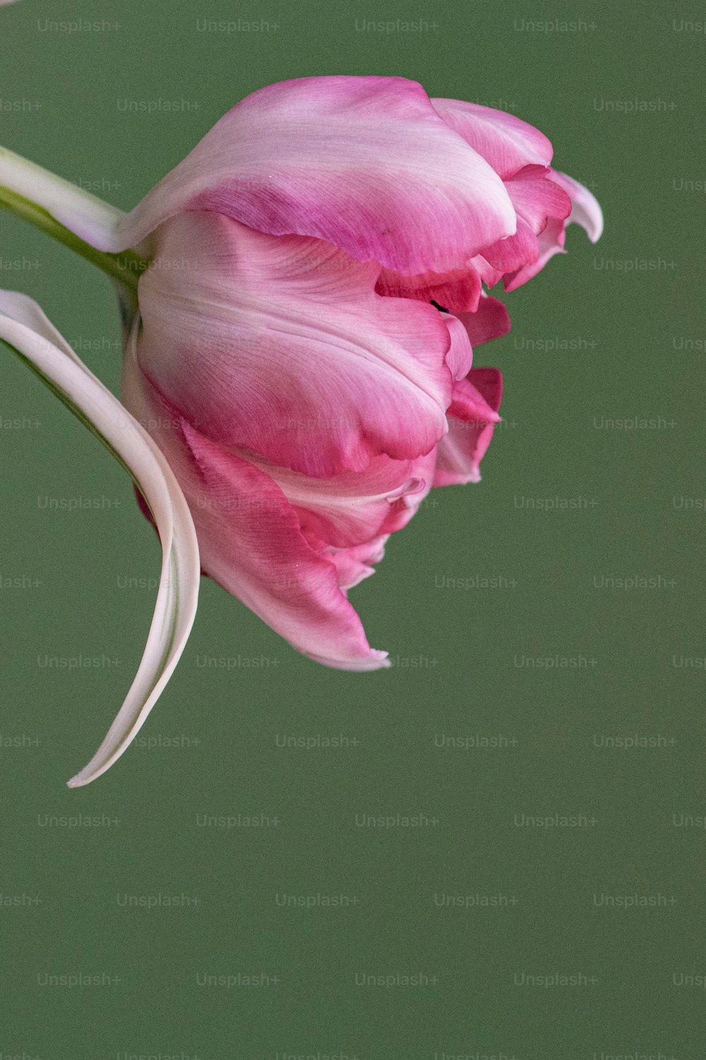 a pink flower with a green background