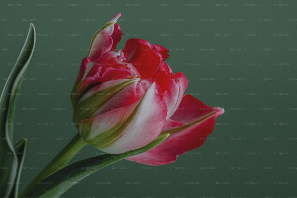 a single red and white tulip in a vase