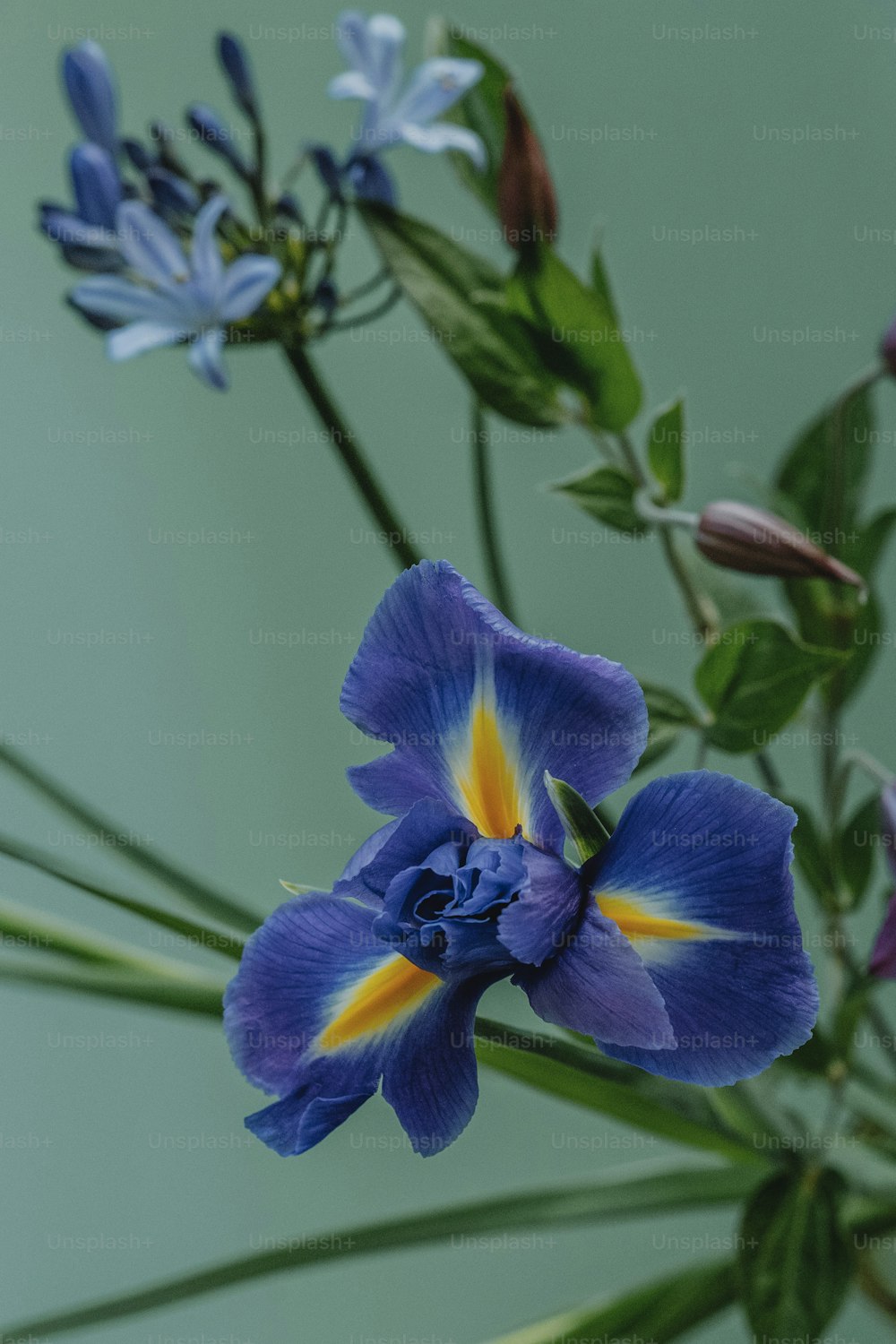 um close up de uma flor azul com folhas verdes