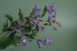 un bouquet de fleurs violettes aux feuilles vertes