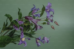 a bunch of purple flowers with green leaves