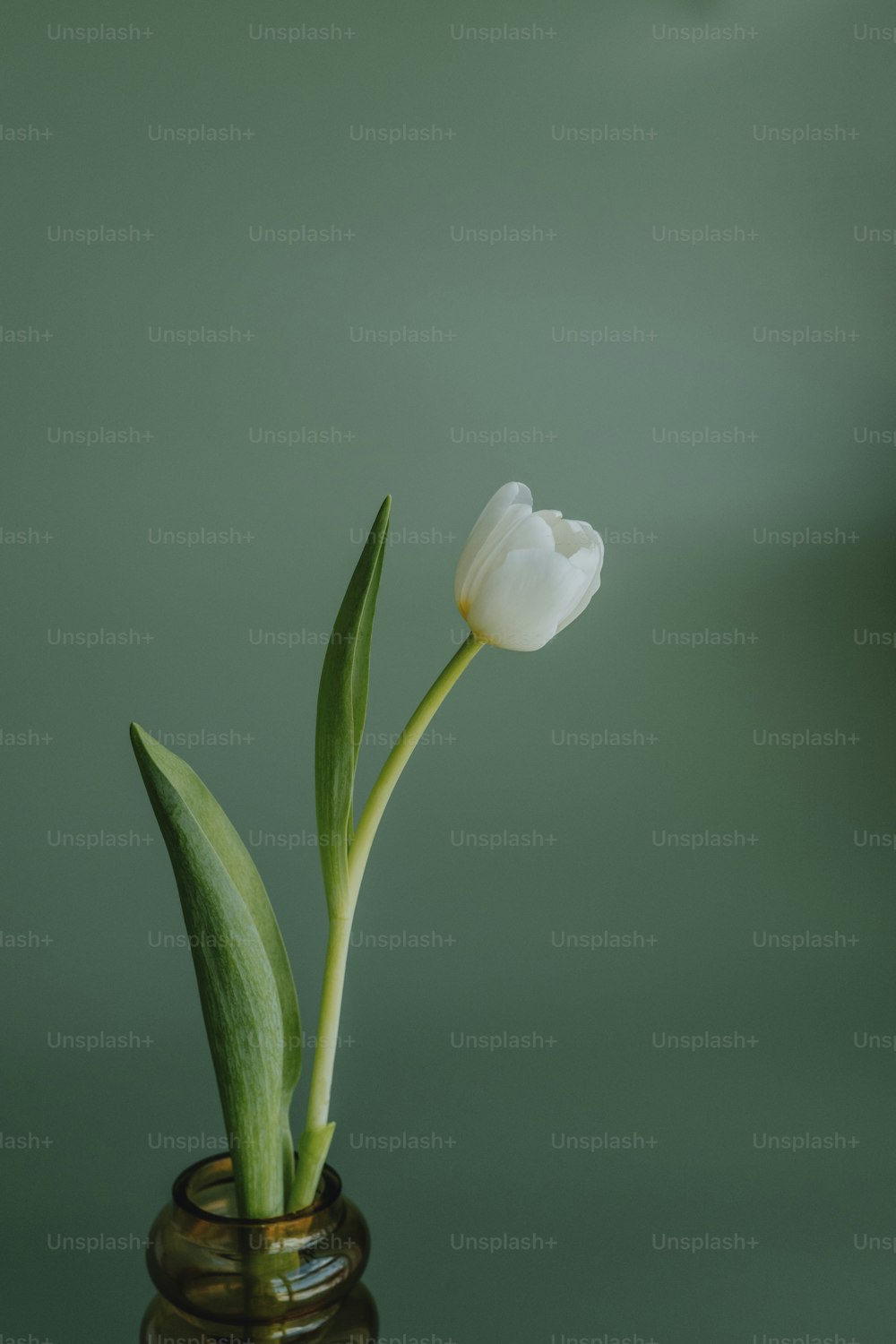 a single white tulip in a brown vase