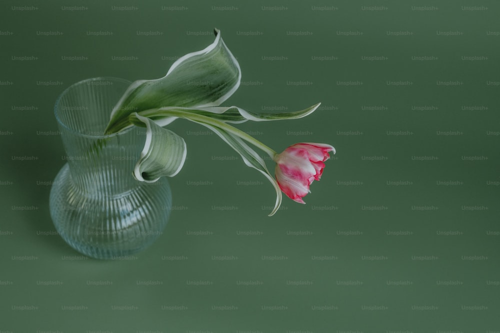a single pink tulip in a glass vase