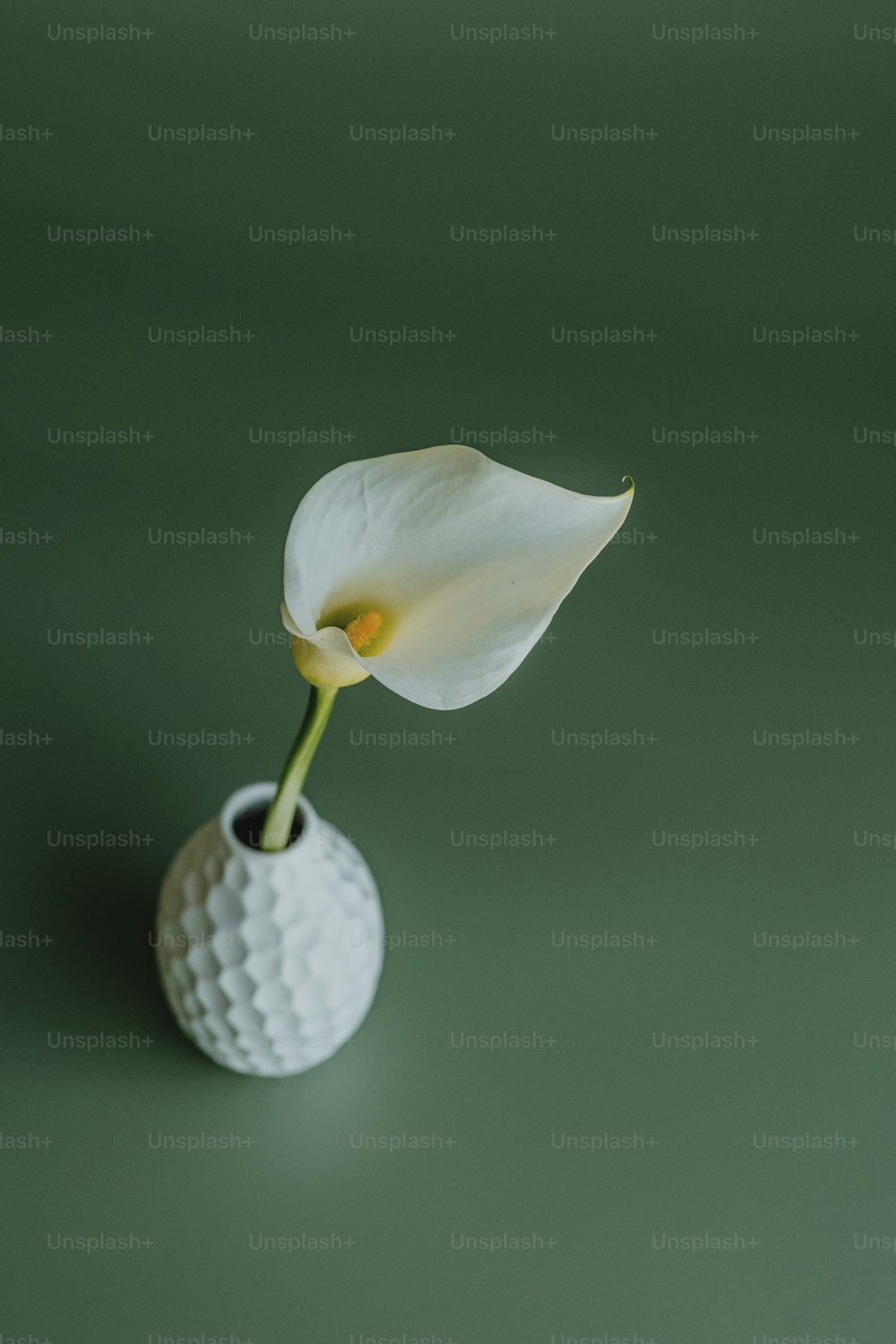 eine weiße Blume in einer weißen Vase auf grüner Fläche
