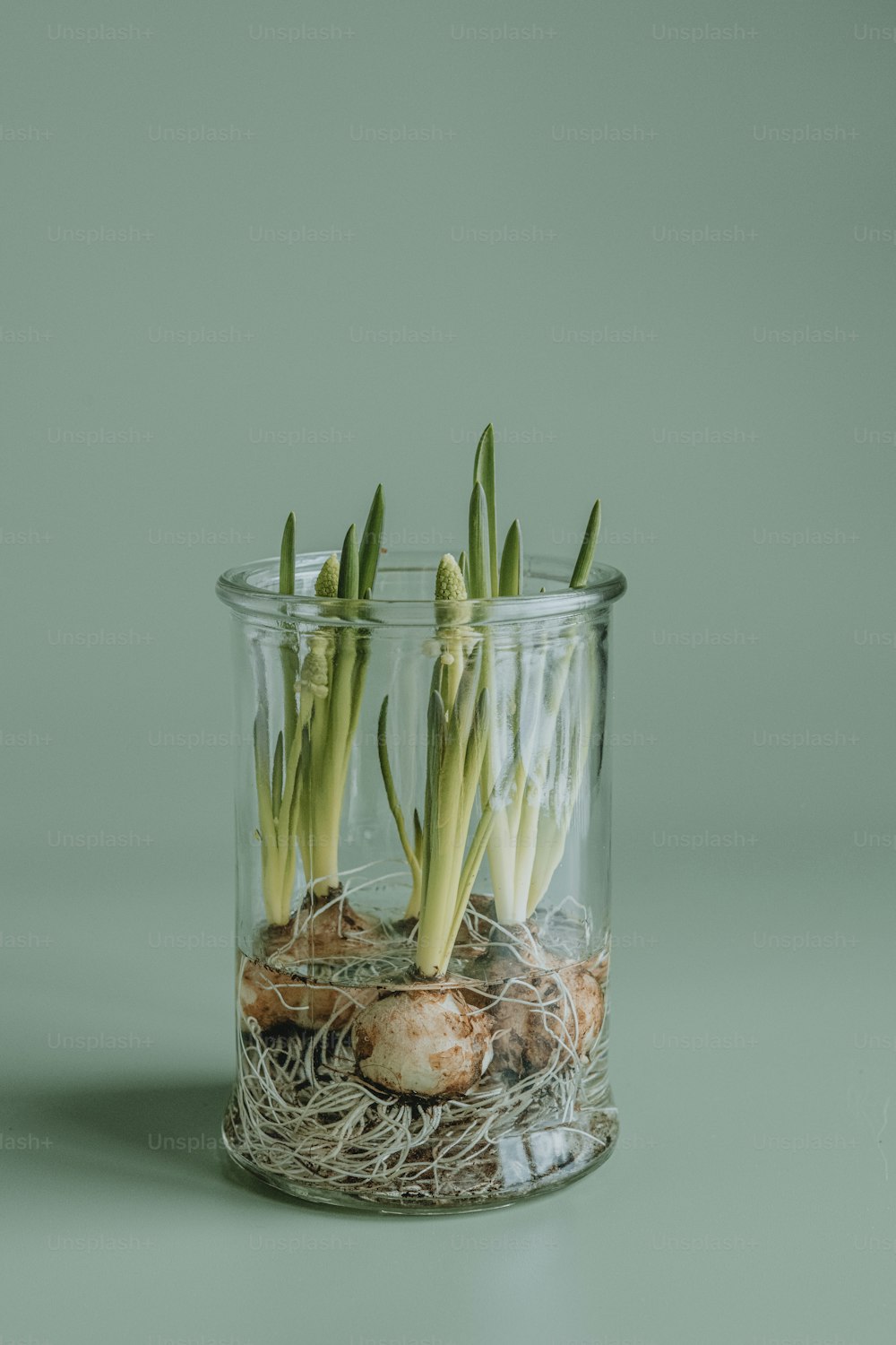 a glass jar with some plants in it