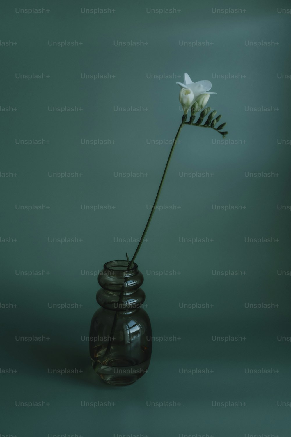 Una sola flor blanca en un jarrón de cristal