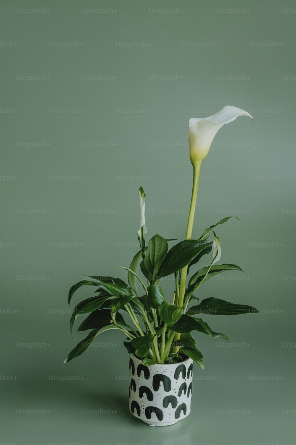 eine weiße Blume in einem schwarz-wei�ßen Topf