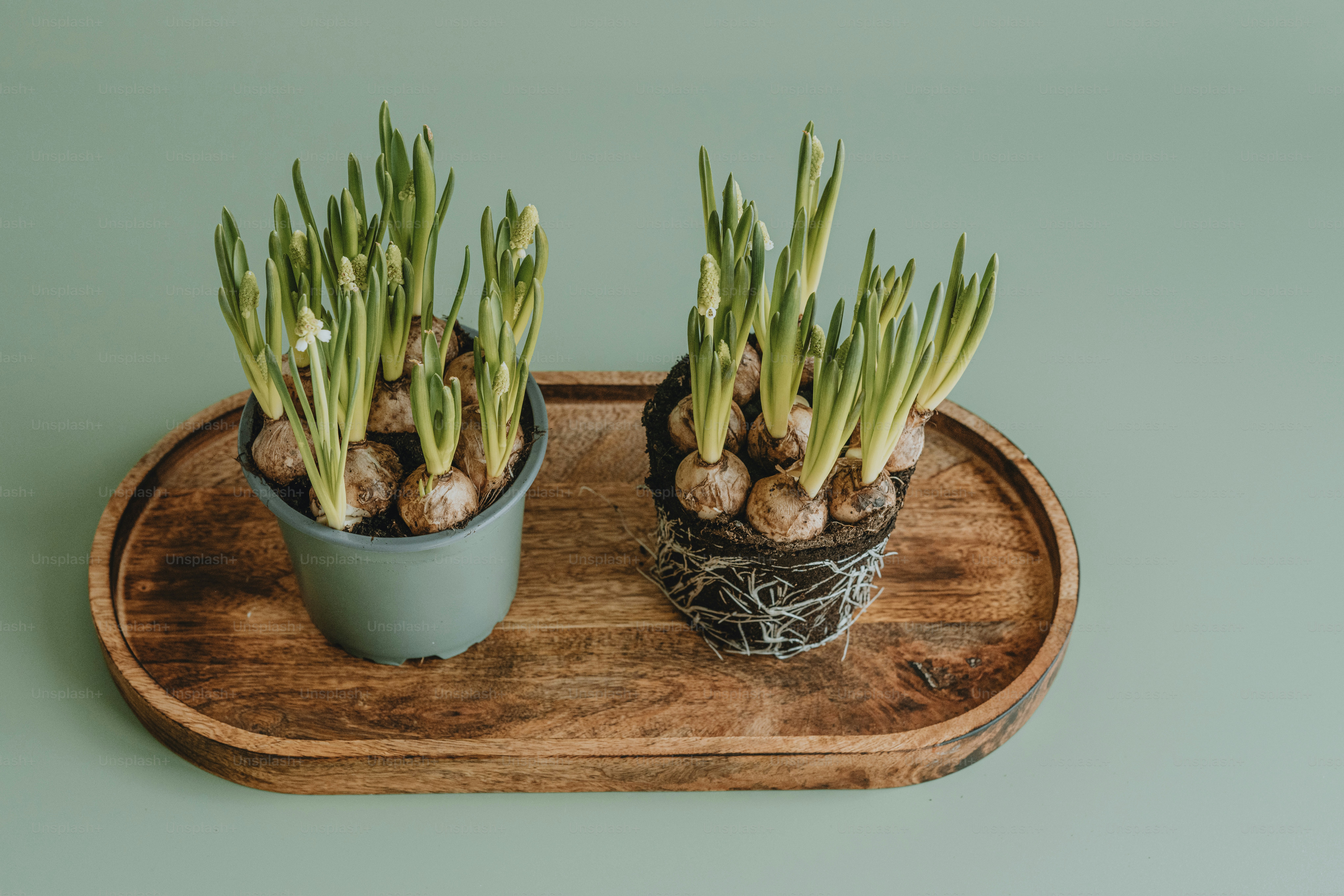 a couple of potted plants sitting on top of a wooden tray