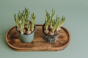 a couple of potted plants sitting on top of a wooden tray