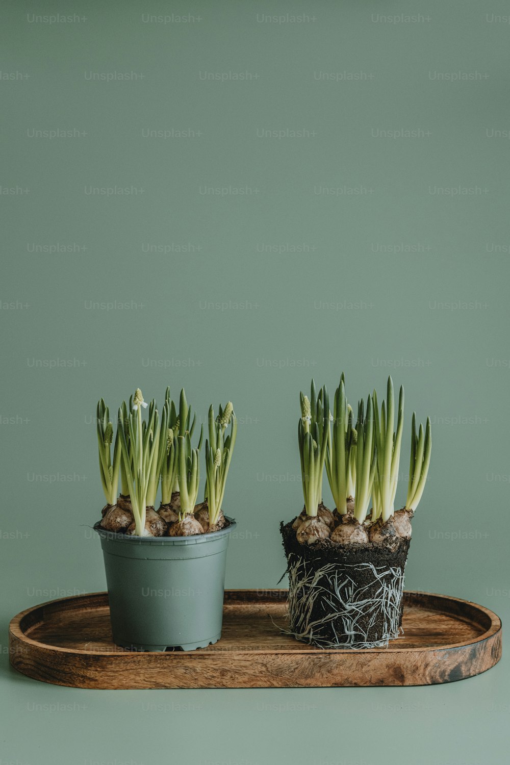 a couple of potted plants sitting on top of a wooden tray