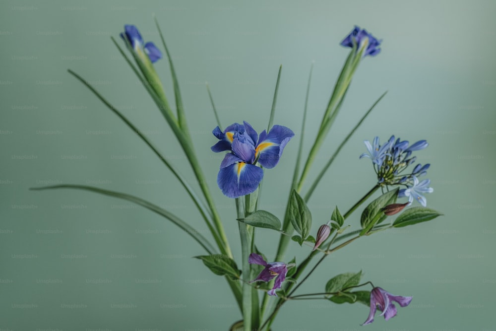 un vaso pieno di fiori blu in cima a un tavolo